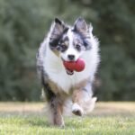 KONG Classic - Dog Chew Toy - Image 4